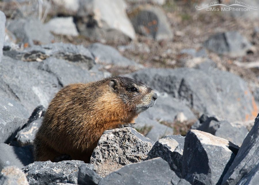 Female Yellow-bellied Marmot keeping watch over her pup, Box Elder County, Utah