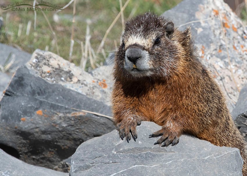 Frazzled looking female Yellow-bellied Marmot watching over her pups, Box Elder County, Utah