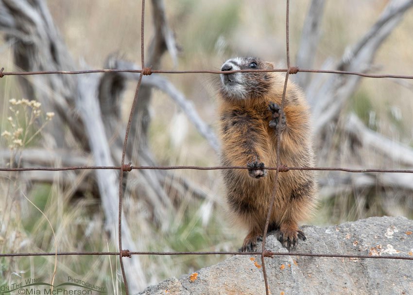 Yellow-bellied Marmot pup sniffing a fence, Box Elder County, Utah