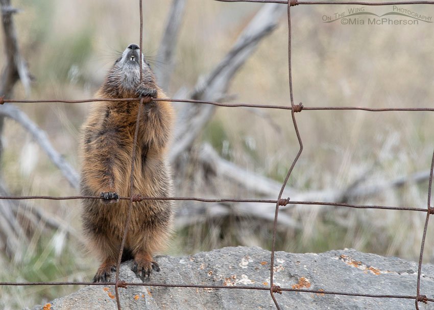 Yellow-bellied Marmot pup looking up at the top of a fence, Box Elder County, Utah