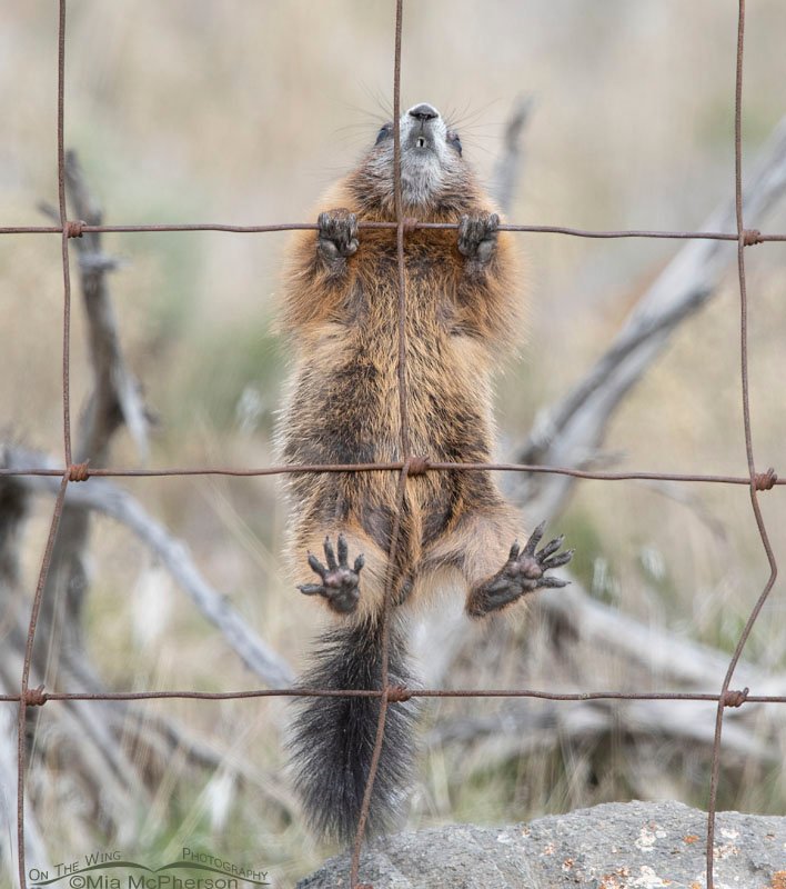 Yellow-bellied Marmot pup climbing a fence, Box Elder County, Utah