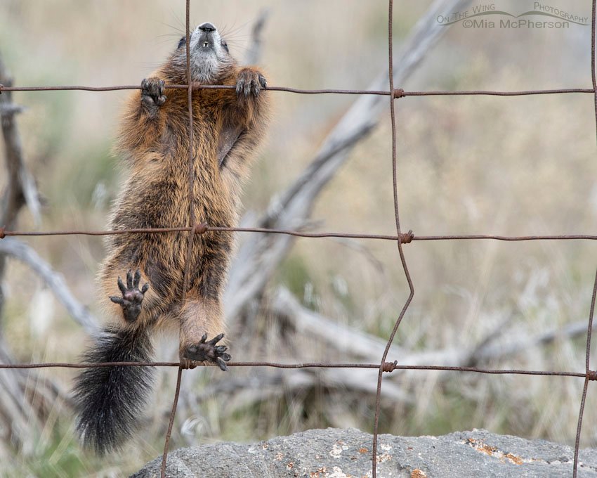 Yellow-bellied Marmot pup grasping a fence, Box Elder County, Utah