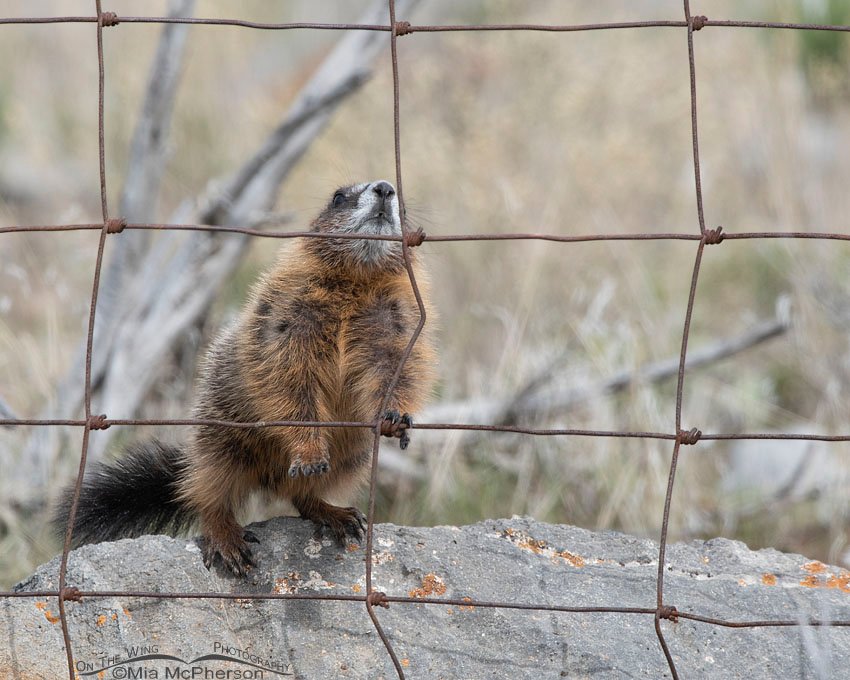 Yellow-bellied Marmot pup attempting to climb the fence again, Box Elder County, Utah
