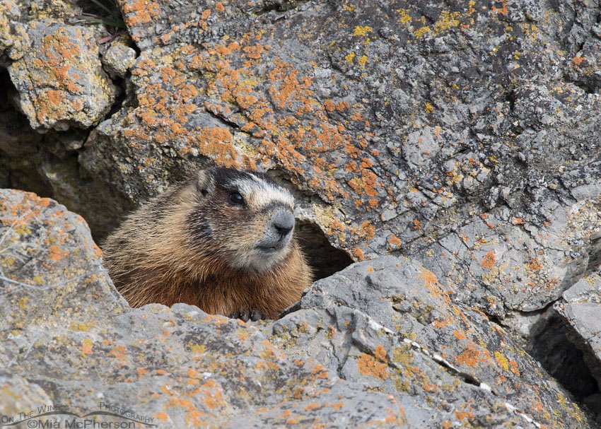 Yellow-bellied Marmot in a rocky crevice, Box Elder County, Utah