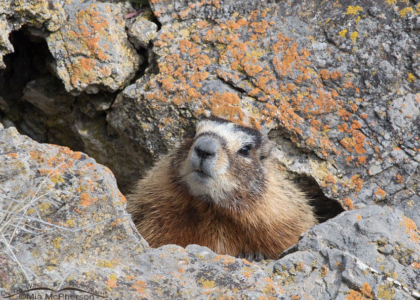 Curious Yellow-bellied Marmot, Box Elder County, Utah