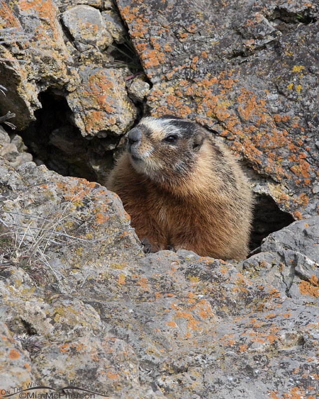 Yellow-bellied Marmot in a crevice, Box Elder County, Utah