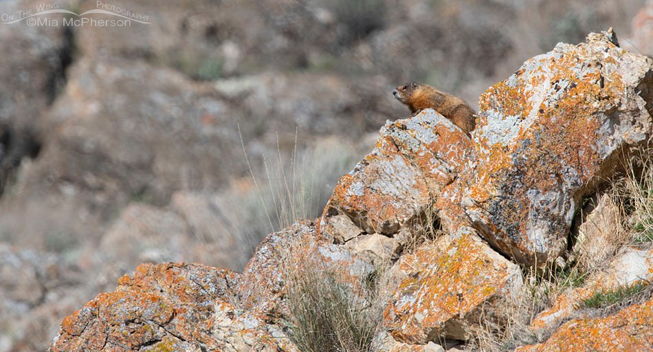 Adult Yellow-bellied Marmot high up on a cliff, Box Elder County, Utah