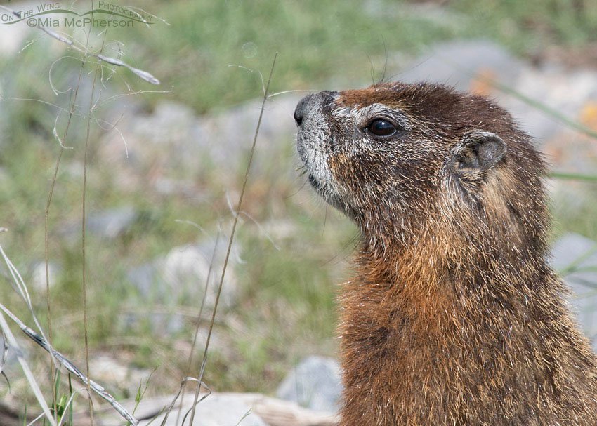 Yellow-bellied Marmot close up, Box Elder County, Utah