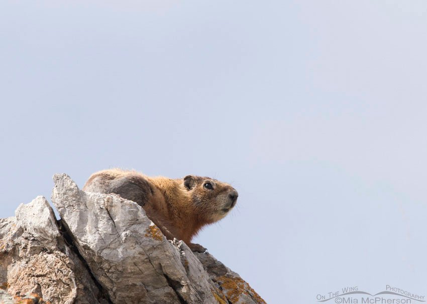 Box Elder County Yellow-bellied Marmot next to the road going to Promontory Point in northern Utah.