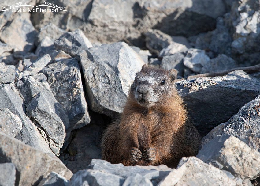 Yellow-bellied Marmot pup grooming its tail, Box Elder County, Utah