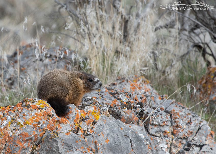 Young Yellow-bellied Marmot pup on a lichen encrusted rock, Box Elder County, Utah