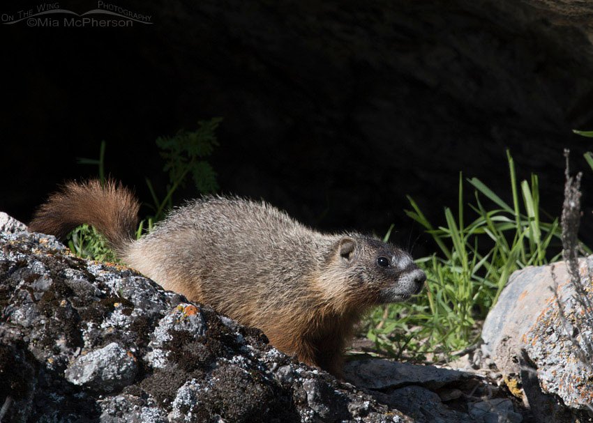 Yellow-bellied Marmot pup near a shallow cave, Box Elder County, Utah