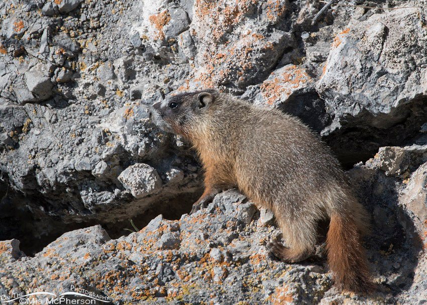 Yellow-bellied Marmot pup on a rock face, Box Elder County, Utah
