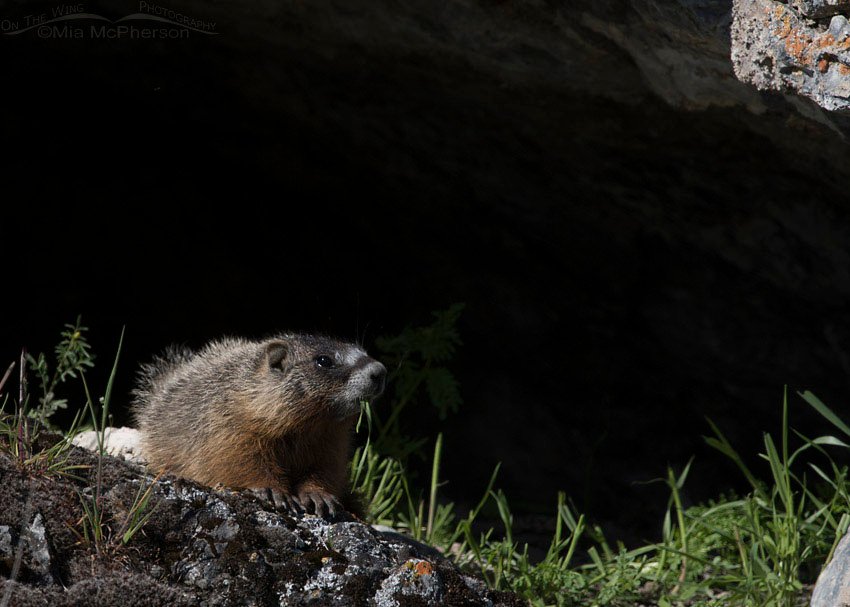 Yellow-bellied Marmot pup eating grass, Box Elder County, Utah