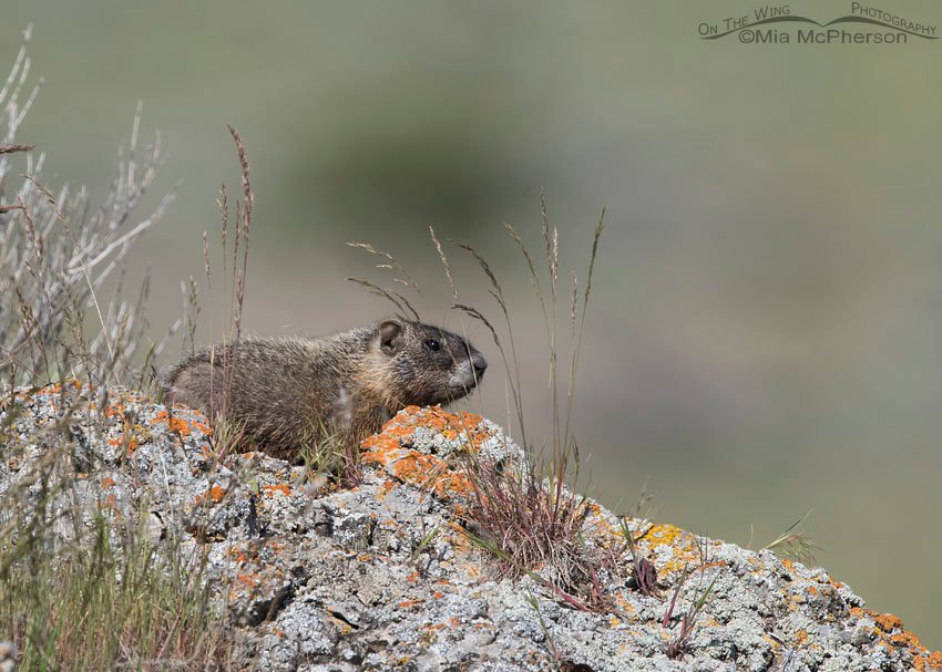 Wary Yellow-bellied Marmot pup, Box Elder County, Utah