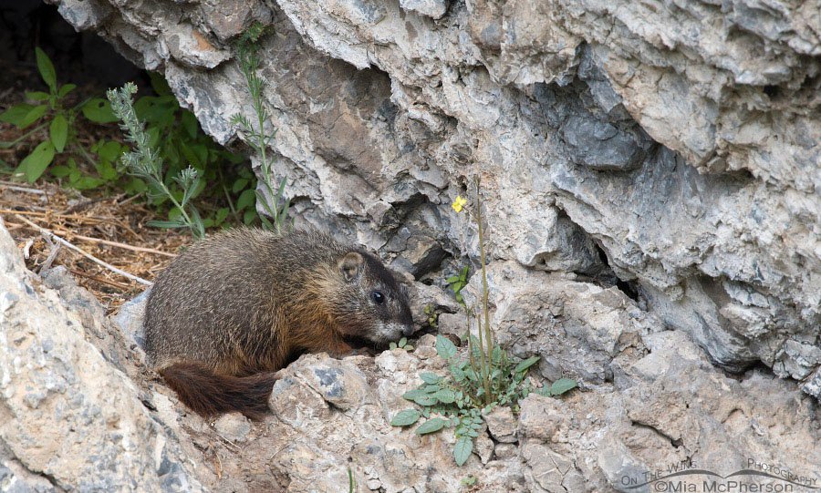 Yellow-bellied Marmot pup nibbling on greens, Box Elder County, Utah