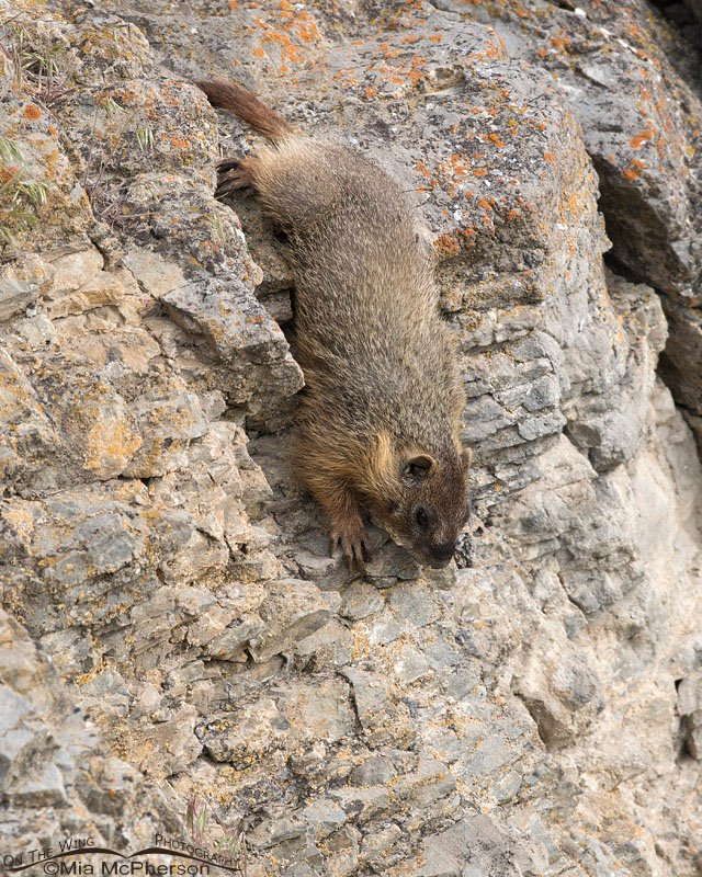 Yellow-bellied Marmot pup climbing down a rock face, Box Elder County, Utah