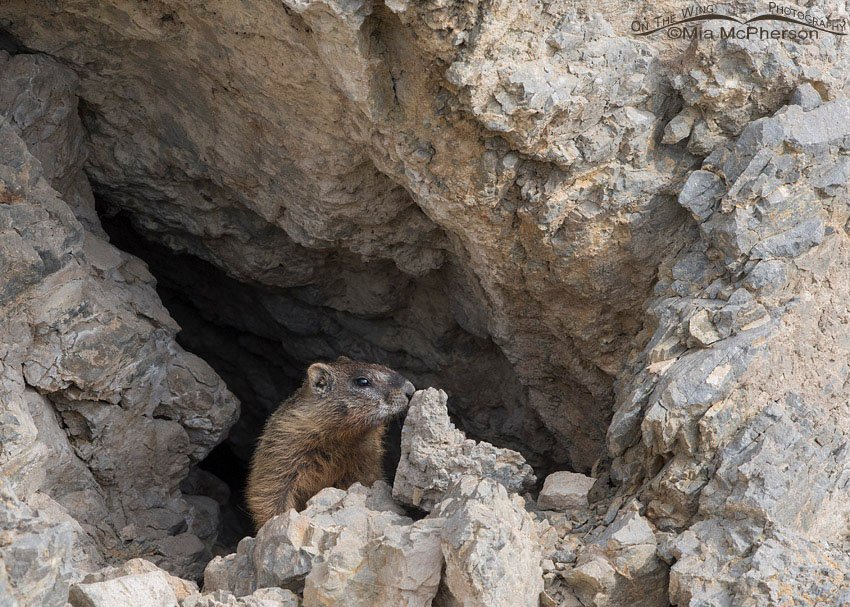 Yellow-bellied Marmot pup at an opening in the rocks, Box Elder County, Utah