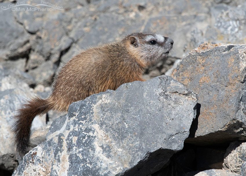 Pale faced Yellow-bellied Marmot pup, Box Elder County, Utah