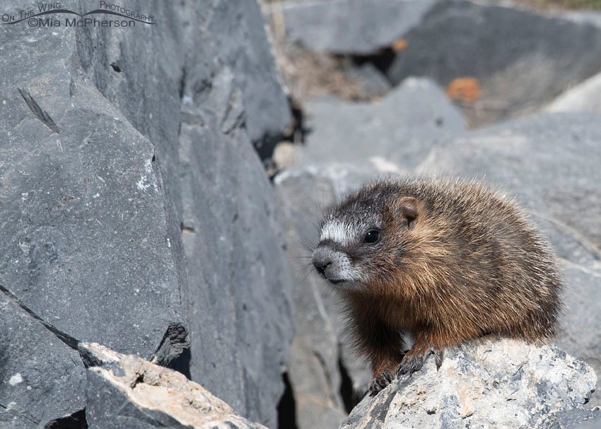 Yellow-bellied Marmot pup sitting on top of a boulder, Box Elder County, Utah