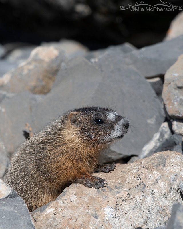 Yellow-bellied Marmot pup up close, Box Elder County, Utah
