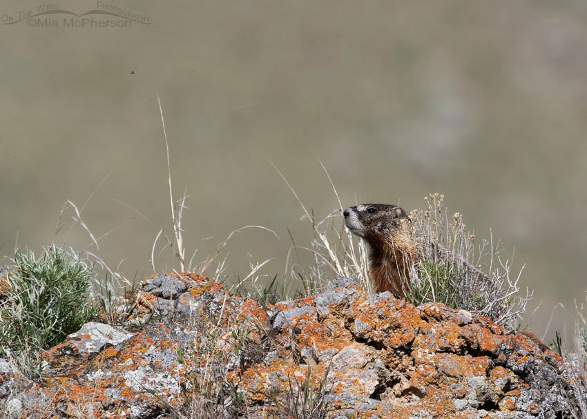 Spring Yellow-bellied Marmot pup, Box Elder County, Utah