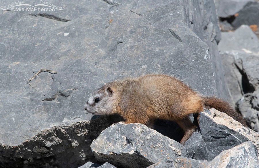 Yellow-bellied Marmot pup with a pale face, Box Elder County, Utah