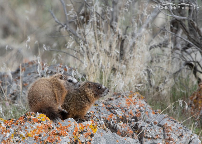 Cute Yellow-bellied Marmot pups on a lichen-covered rock, Box Elder County, Utah