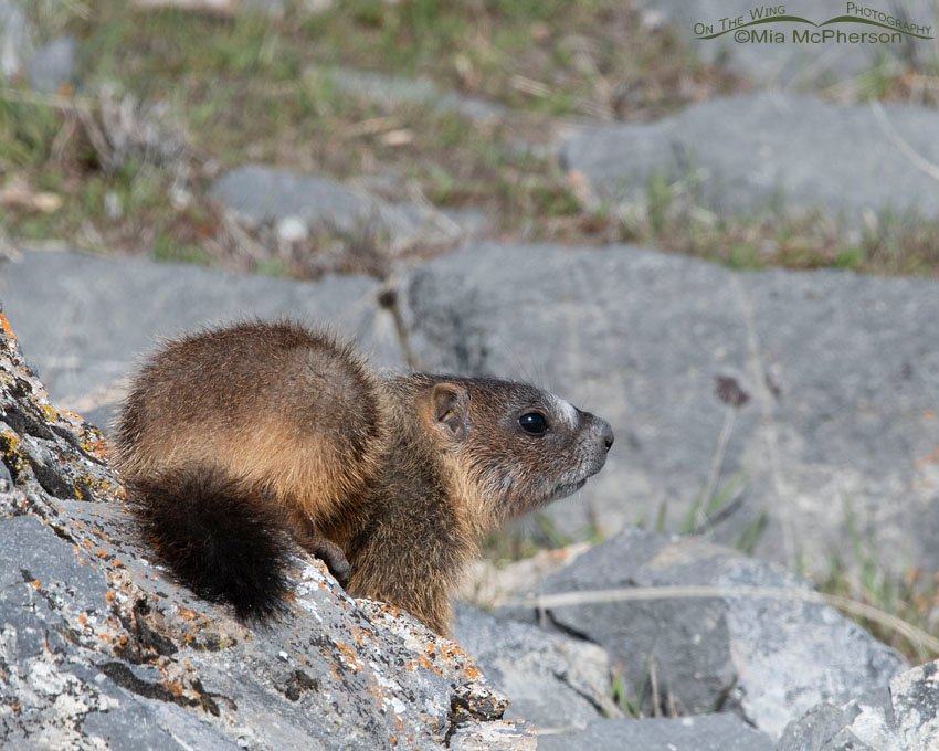 Yellow-bellied Marmot pup on an April morning, Box Elder County, Utah