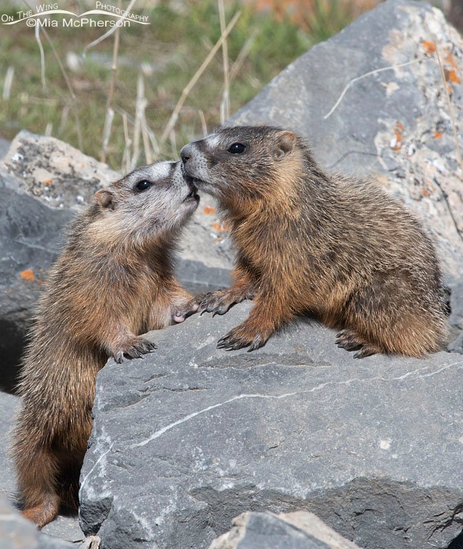 Yellow-bellied Marmot pups rubbing noses, Box Elder County, Utah