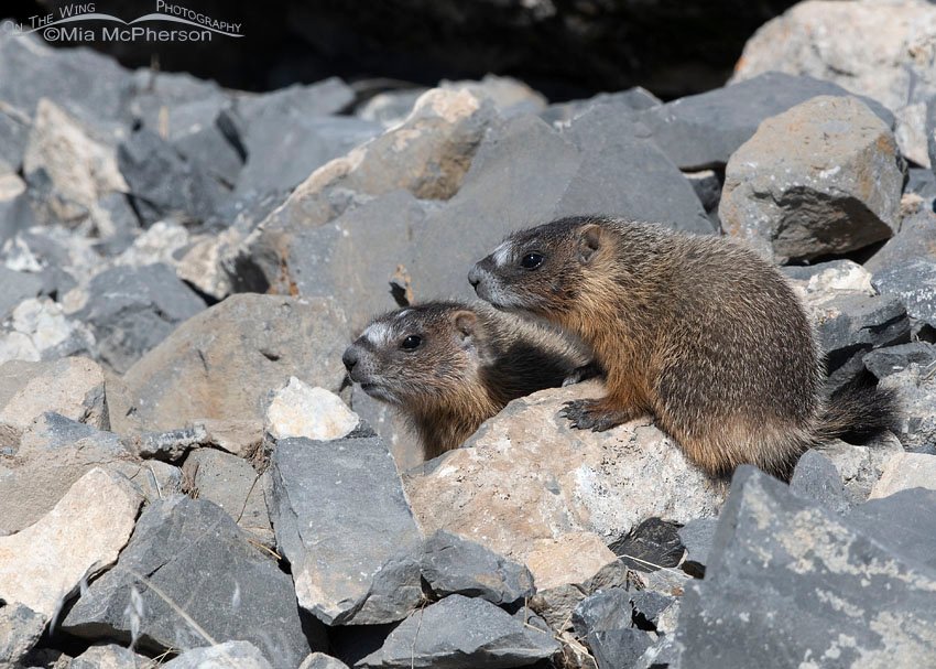 Two Yellow-bellied Marmot pups on the rocks, Box Elder County, Utah