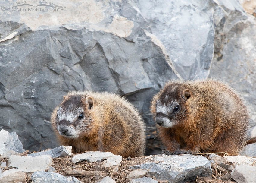 Yellow-bellied Marmot pup siblings near their burrow, Box Elder County, Utah