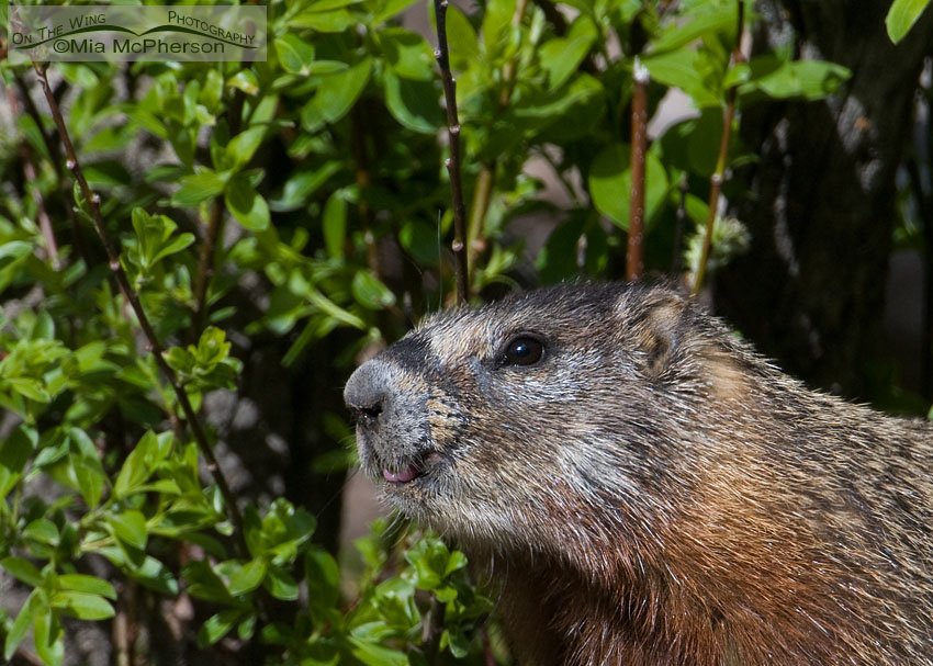Yellow-bellied Marmot raspberry, Red Rock Lakes National Wildlife Refuge, Centennial Valley, Beaverhead County, Montana