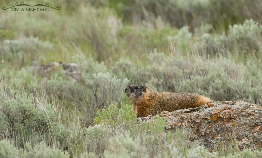 Yellow-bellied Marmot at Red Rock Lakes NWR, Centennial Valley, Beaverhead County, Montana
