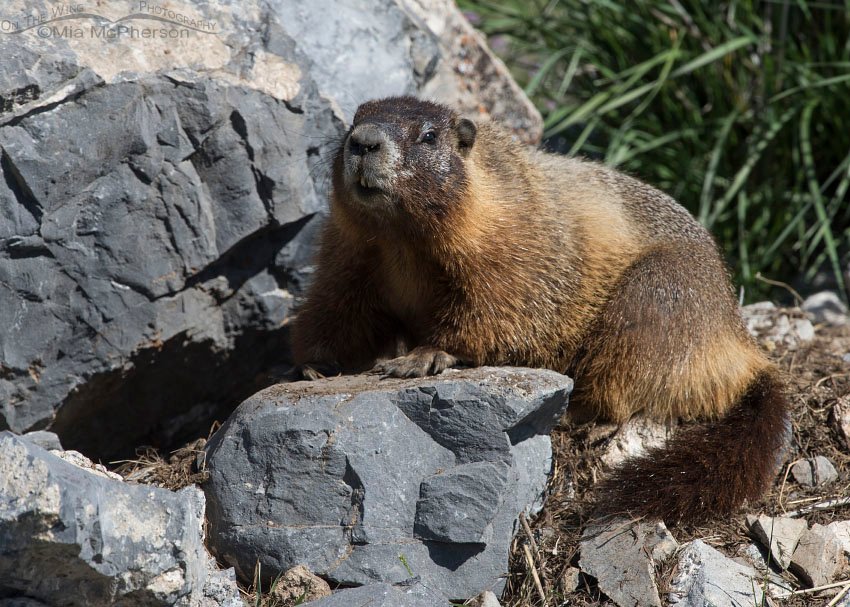Adult Yellow-bellied Marmot, Box Elder County, Utah