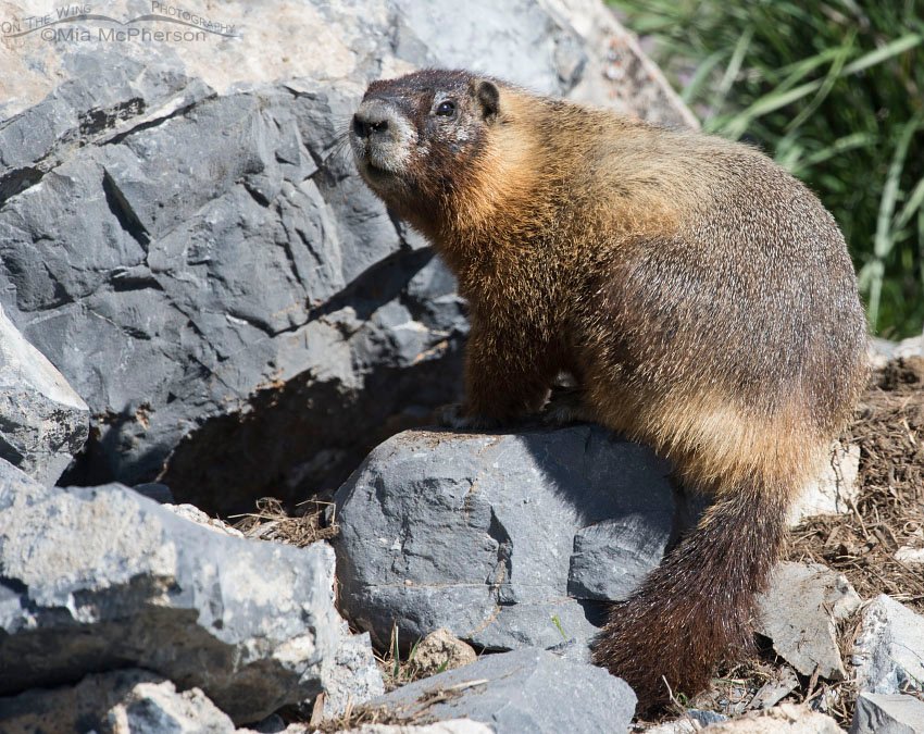 Mid-morning Yellow-bellied Marmot, Box Elder County, Utah