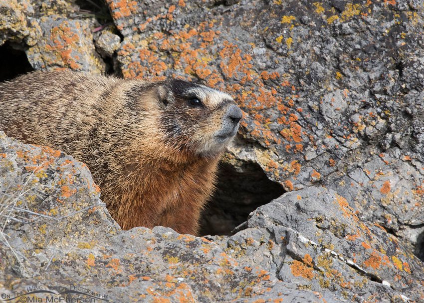 Curious Yellow-bellied Marmot, Box Elder County, Utah