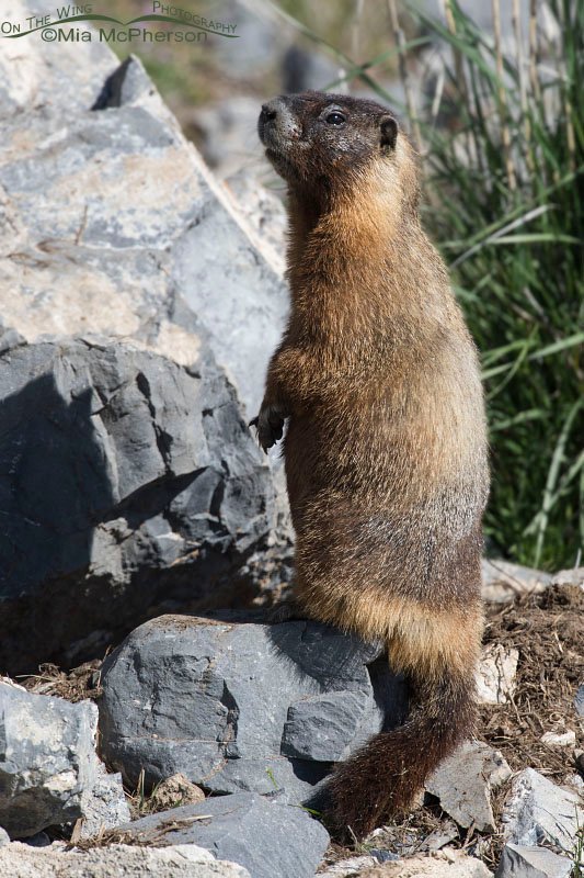 Alert Yellow-bellied Marmot adult standing up and checking things out, Box Elder County, Utah