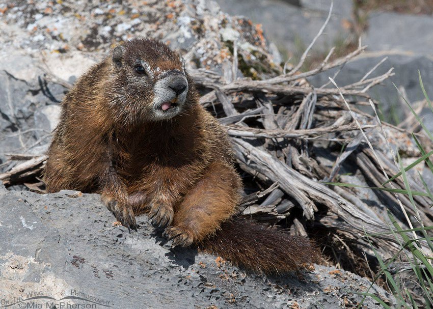 Yellow-bellied Marmot sticking out its tongue, Box Elder County, Utah