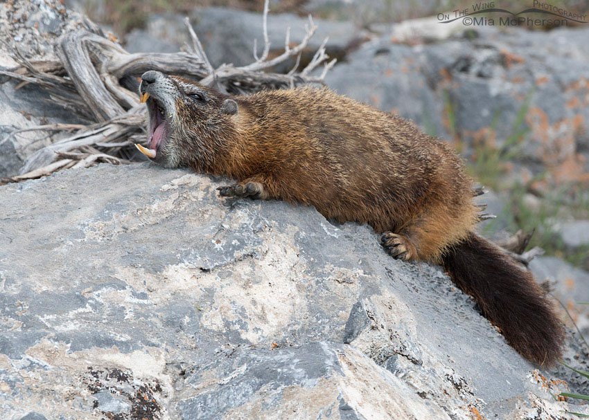 Yawning Yellow-bellied Marmot, Box Elder County, Utah