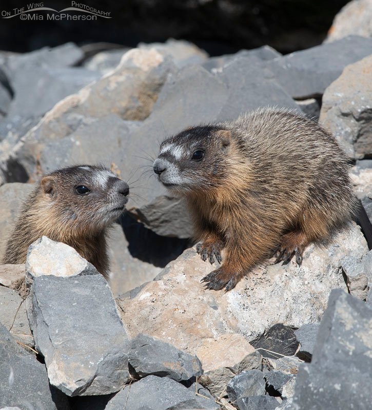 Yellow-bellied Marmot siblings, Box Elder County, Utah
