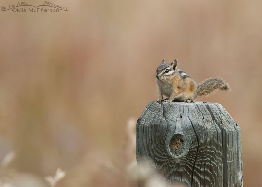 Yellow-pine Chipmunk on a fence post in Beaverhead County, Montana, Centennial Valley