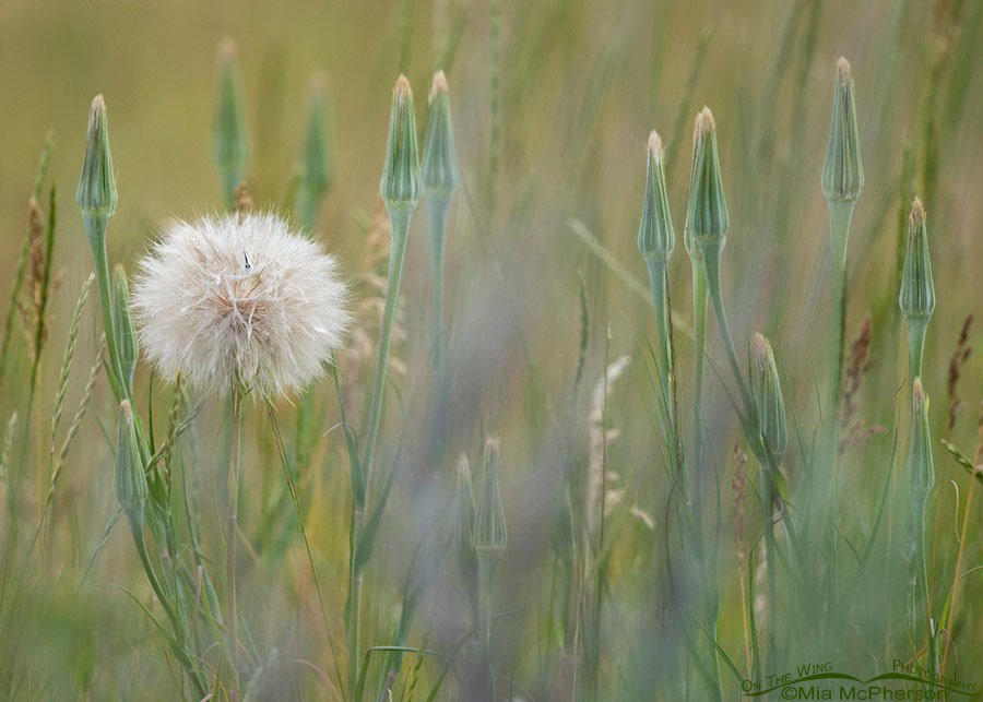 Yellow Salsify seed head, Targhee National Forest, Clark County, Idaho