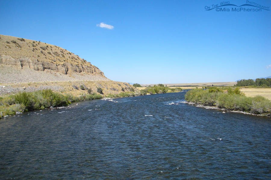 Summer Madison River view in Montana, Madison County
