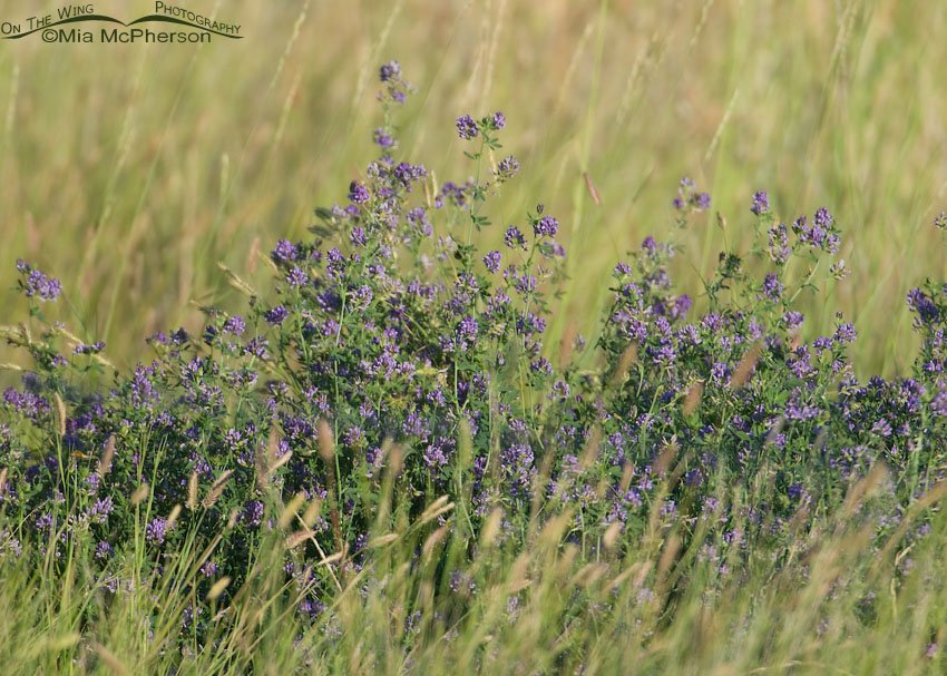 Alfalfa blues, Glacier County, Montana
