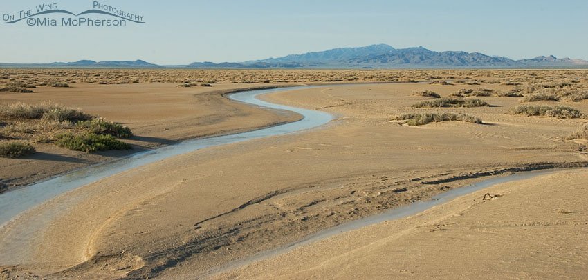 Almost to Fish Springs NWR Headquarters, Fish Springs National Wildlife Refuge, Juab County, Utah.