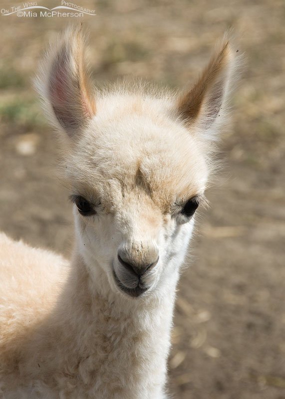 A very young Alpaca, Glacier County, Montana