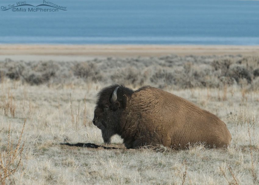 Bison with the Great Salt Lake in the background, Antelope Island State Park, Davis County, Utah