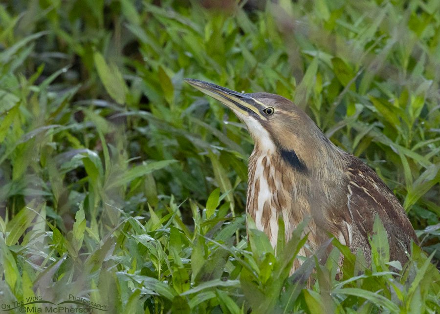 Resting American Bittern at Sequoyah National Wildlife Refuge, Oklahoma