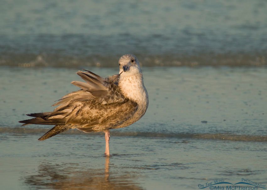 Young American Herring Gull preening just after sunrise at Fort De Soto County Park, Pinellas County, Florida